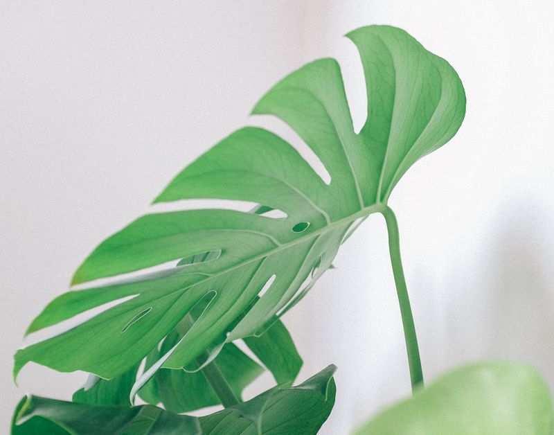 Original plant photo with its background